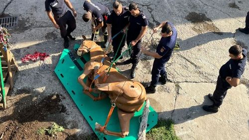 FOTO Pompierii învață cum să salveze caii și alte animale din medii ostile