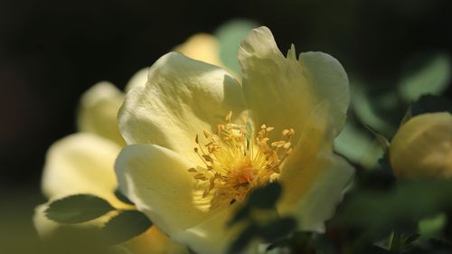 Toți trandafirii au fost odată… galbeni? Descoperirea surprinzătoare făcută de geneticieni