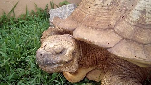 A murit cea mai bătrână broască ţestoasă din Africa, la vârsta de 344 de ani