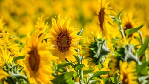 CJ Tulcea a reintrat în posesia uneia dintre cele mai mari amenajări agricole din Deltă / ”Nu am încasat redevența de aproape 6 ani” / Pe o suprafață de peste 4.000 de hectare s-a cultivat floarea soarelui și porumb