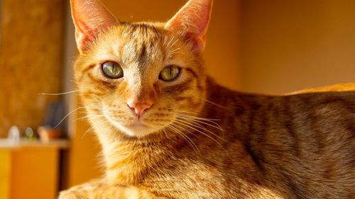 Pisicile portocalii au o latură ascunsă ce le diferențiază de restul felinelor: sunt cele mai năzdrăvane, susțin experții. Cum au ajuns la această concluzie