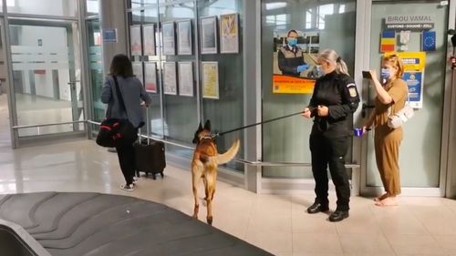 Primul caz în care un câine- polițist a depistat trei persoane infectate cu COVID