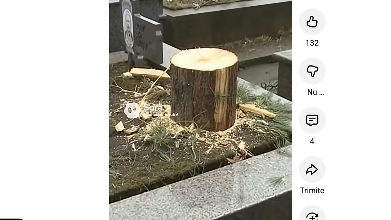 O primărie din județul Vâlcea a tăiat bradul de pe un mormânt, instalându-l împodobit la Târgul de Crăciun / O familie a reclamat furtul bradului, după ce l-a descoperit tronând în centrul orașului