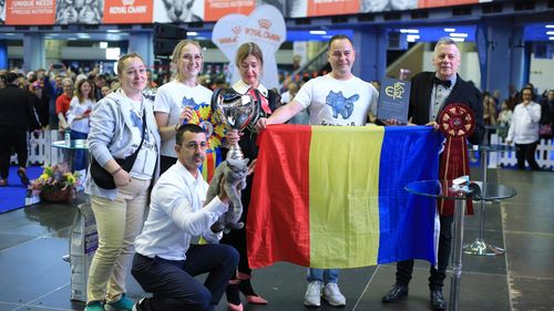 România a dominat scena Campionatului Mondial Felin – FIFe World Winner Show 2025: Cel mai mare număr de pisici nominalizate pentru finală. Două feline au devenit campioane mondiale (FOTO)