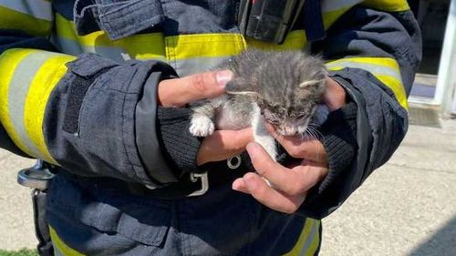 Un pisoi a fost salvat de pompieri dintr-un tavan fals, într-o localitate timișoreană