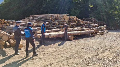 Peste 70 de persoane, cercetate în 112 dosare penale deschise de poliţişti în urma unor controale pentru protejarea pădurilor, în ultima săptămână