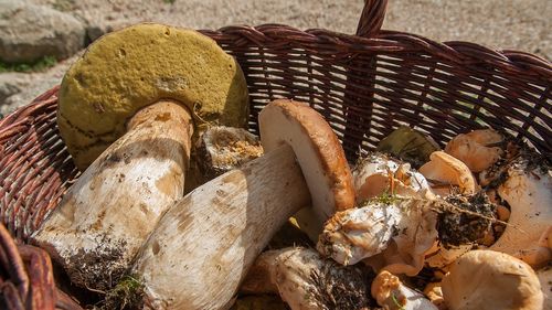 O nouă tendință în restaurantele din Londra: ciuperci și legume cultivate chiar în interiorul localului