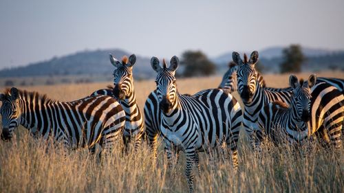 Anul vacanțelor exotice: Unde au ales românii să-și petreacă Revelionul 2021-2022/ Egipt, Zanzibar, Tanzania, printre destinațiile cu cele mai spectaculoase creșteri în topul preferințelor de vacanță