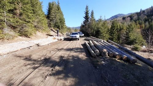 Bacău: dosare pentru trafic cu lemn tăiat ilegal. Cum spălau banii suspecții de trafic