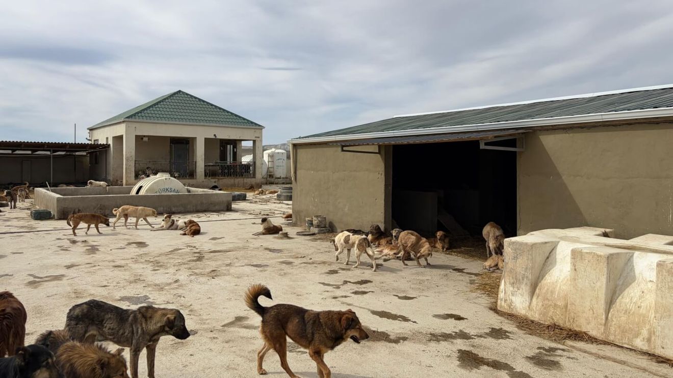 Refugiul care salvează câinii din Orientul Mijlociu de la suferință, construit cu ajutorul PETA (FOTO)