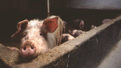 Pesta porcină a fost confirmată la cea mai mare fermă din România. De luni începe eutanasierea celor 140.000 de porci