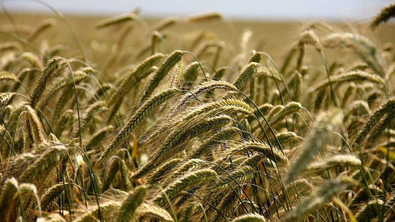 Ar putea România să restricționeze exporturile de cereale? Analist: Dacă exportul României se oprește în acest moment, prețurile ar scădea enorm de mult