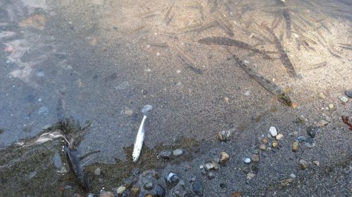FOTO Dezastru ecologic la Târnava Mică după inundațiile din Praid / Specialiști în mediu: ”Este o criză de guvernanță, o ruptură între oameni și instituții / Pești morți sau pe moarte, unii sărind disperat din apă” / Acuzații la adresa Salrom