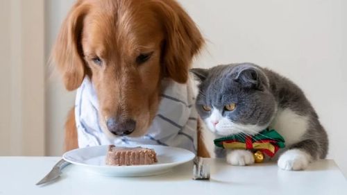 Top 10 alimente sănătoase pentru câini și pisici: Ce să le oferi pentru o dietă echilibrată