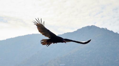 Cum au reușit nativii americani din California de Nord să readucă condorii pe teritoriul lor istoric / Condorul californian, cea mai mare pasăre de pe continent, este un animal sacru pentru Națiunea Yurok