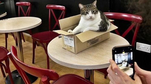 O celebră cafenea cu pisici, salvată de la faliment în ultima clipă, transformând o poveste tristă într-un final fericit : „Cele mai bune vești din lume”