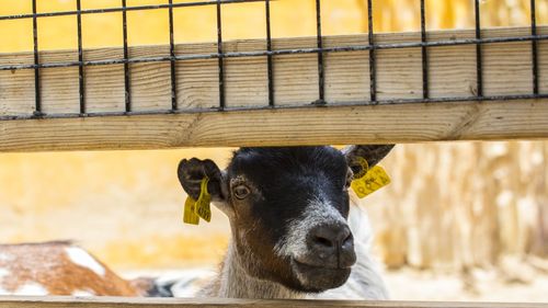 Cum au ajuns caprele arma favorită a californienilor împotriva incediilor de vegetație: O metodă de protecție a mediului veche de sute de ani, readusă în secolul al XXI-lea