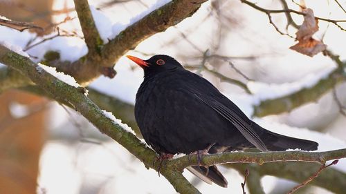 Parcurile din Sibiu au depășit valoarea de un miliard de lei / Parcul Sub Arini, cel mai mare din Sibiu, valorează 129 milioane de lei