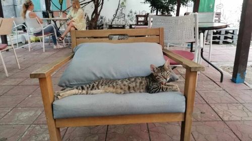 Cafenea La Pisici din Timișoara, care facilitează multe adopții de feline, are dificultăți financiare și ar putea fi închisă: „Avem aproape un an de când tot mergem în jos, de când ne tot spunem «lasă c-o veni vara și o merge mai bine»”