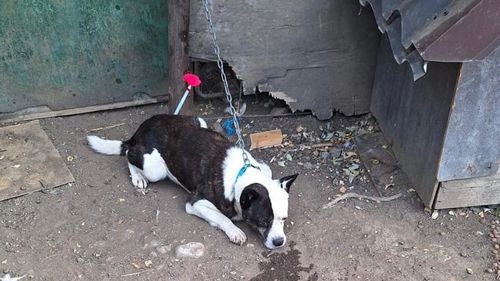 UPDATE Femeie mușcată de un câine, pe un teren viran din apropierea locuinței, în București / Victima este inconștientă