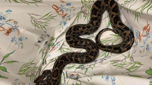 Piton de 2,5 metri, găsit de poliţişti elvețieni în portbagajul unei maşini în timpul unui control de rutină