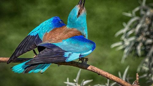 Peste 850 de cuiburi artificiale au fost montate de Grupul Milvus în Mureș  pentru conservarea populaţiei de dumbrăveancă / ”Din 84 de perechi cunoscute în primul an al proiectului, populaţia a crescut la 217 perechi în anul 5”