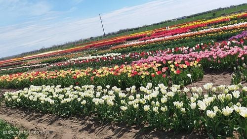 Prima fermă de lalele olandeze din România s-a deschis vizitatorilor, lângă Găești. 1,5 milioane de lalele din 600 de specii pot fi admirate aici