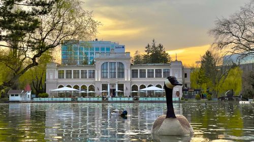 Gâşte canadiene observate pe un lac din Cluj. Ornitolog: „Nu sunt de la noi, cred că au scăpat dintr-o grădină zoologică   