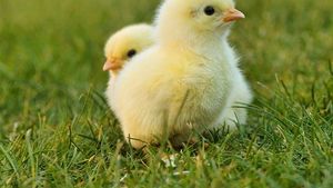 Ministrul german al agriculturii, Julia Klöckner, vrea să interzică uciderea puilor de găină