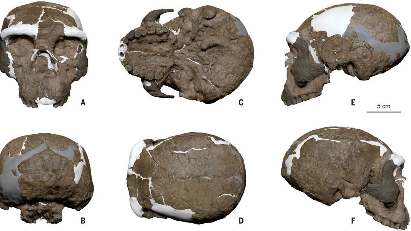 Un craniu vechi de 1 milion de ani rescrie originea omului