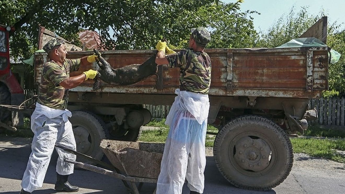 Pesta porcină africană se extinde rapid: numărul de focare s-a dublat în două săptămâni. Teleorman - cel mai afectat județ