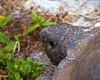 Invazie de țestoase de Florida în Parcul Natural Lunca Mureșului / ”Ecosistemul este afectat din toate punctele de vedere. Sunt specii care iau locul speciilor autohtone”