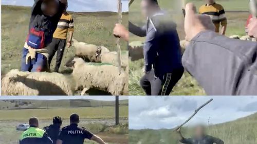 Angajații unei stațiuni de cercetare din Botoșani, fugăriți cu bâtele de ciobani / Oierii au intrat cu turmele pe terenurile instituției /  ”A început jihadul, am crezut că ne omoară acolo”