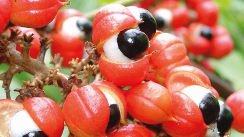 Ceaiul care arde grăsimea, elimină retenția de lichide și stimulează mintea, conform unei farmaciste. În plus, are efecte afrodisiace și proprietăți analgezice. Trebuie consumat cu moderație