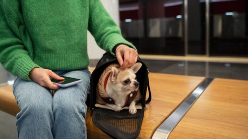 Călătorii fericite pentru pasagerii cu blăniță: Trenurile poloneze au transportat peste 238.000 de animale în doar 6 luni