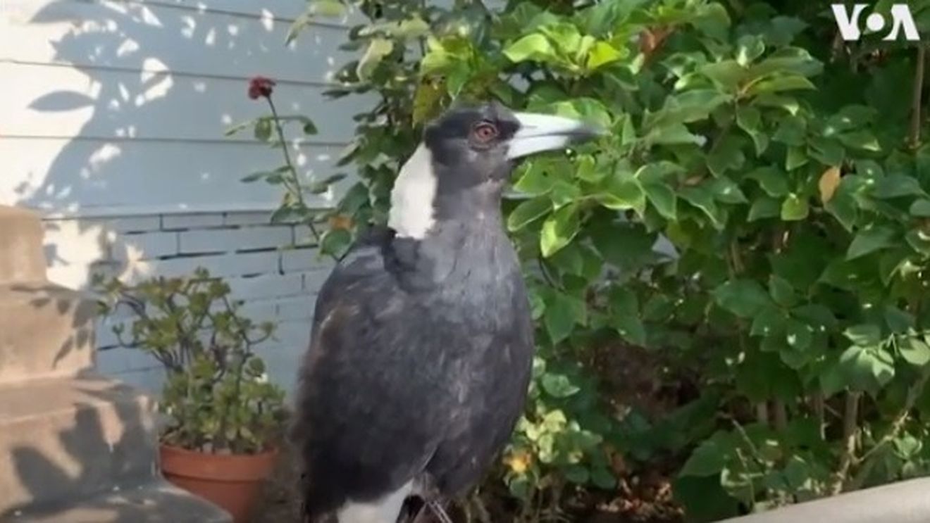 VIDEO O coțofană din Australia a învățat să imite sunetul sirenelor de pompieri, în urma incendiilor de proporții