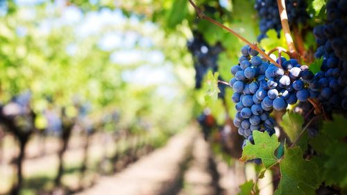 Viticultorii germani se aşteaptă la cea mai mică recoltă de struguri din ultimii şapte ani