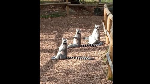 VIDEO Pauza de respirație: câțiva lemuri stau cu burțile la soare, la ZOO Târgu Mureș