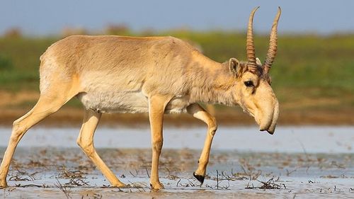 Kazahstanul va reautoriza vânătoarea de antilope saiga, care în prezent amenință agricultura/ Până la 337.500 de antilope urmează să fie recoltate până la 30 noiembrie