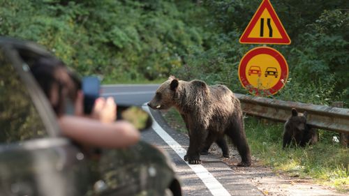 Ordonanța care simplifică procedura de eutanasiere a urșilor a fost adoptată / Amenzi între 10.000 și 30.000 de lei pentru cei care hrănesc urșii
