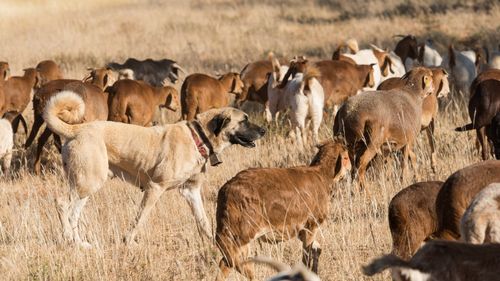 Miercurea-Ciuc interzice câinii din rasele Kangal, Ciobănesc Caucazian şi Ciobănesc de Asia Centrală pentru paza turmelor. Animalele sunt periculoase pentru localnici și turiști