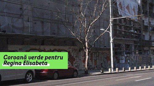 Pe Bd. Elisabeta din București, unde vara se ating temperaturi de +57°C la sol, se vor planta peste 80 de copaci din specii diferite
