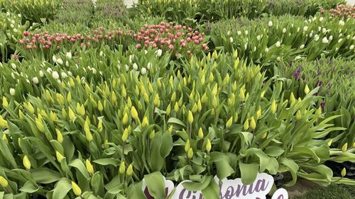 Festivalul lalelelor, timp de trei zile, în Pitești/ Evenimentul, vechi de jumătate de secol