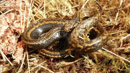 O nouă specie de şarpe descoperită în Peru, denumită după Harrison Ford / Actorul american care l-a jucat pe Indiana Jones ar fi un admirator al şerpilor / Are un păianjen denumit după el şi o specie de furnică 